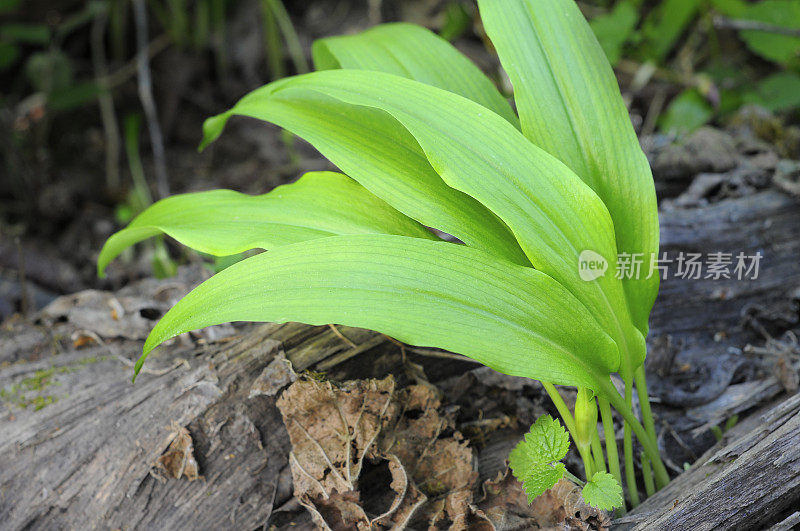 拉姆森-熊蒜- Bärlauch